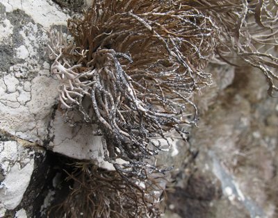 [Paralecanographa grumulosa]
